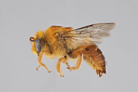 [Paracolletes frederici male (lateral/side view) thumbnail]